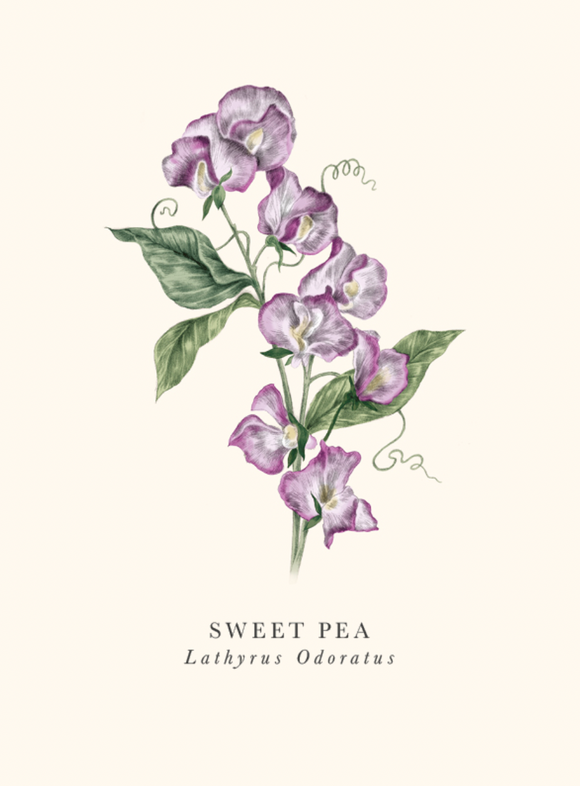 Blank - Sweet Pea