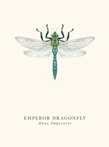 Blank - Emperor Dragonfly