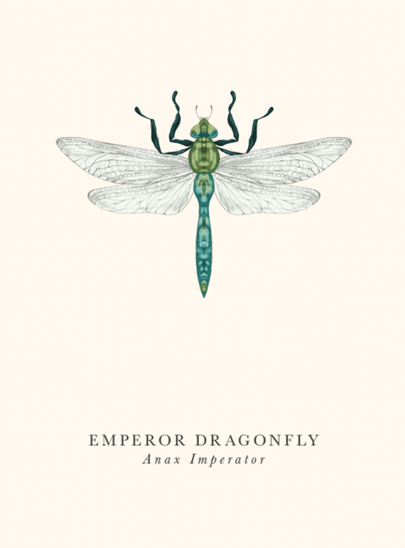 Blank - Emperor Dragonfly