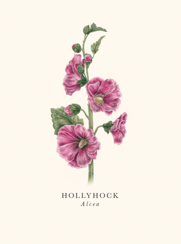 Blank - Hollyhock