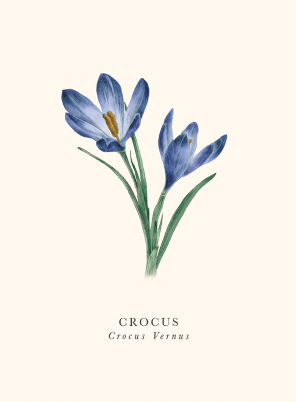 Blank - Crocus