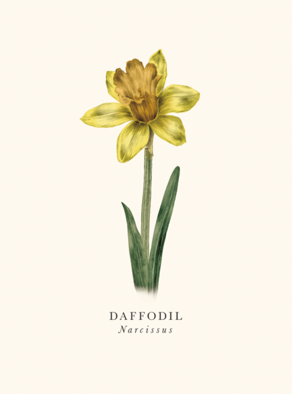 Blank - Daffodil