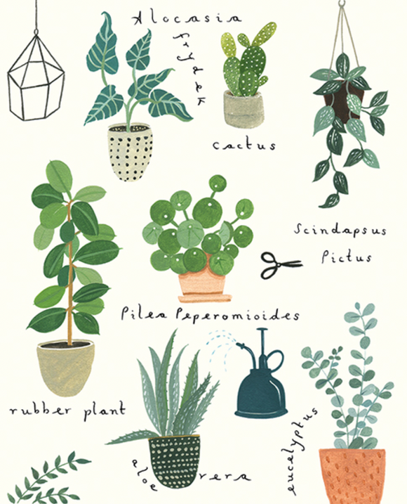 Blank - Plants