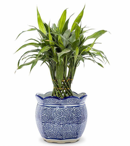 Blue & White Scallop Edged Planter