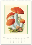 2025 Cavallini Wall Calendar - Champignons