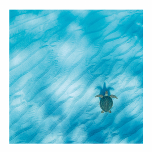 Blank - Green Sea Turtle