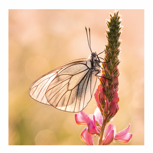 Blank - Black-veined White Butterfly