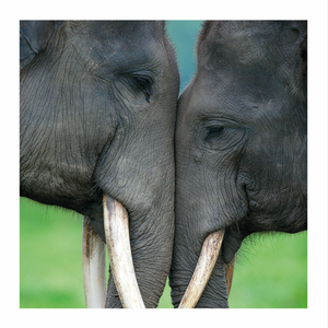 Blank - Asian Elephant Pair