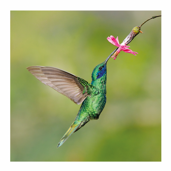 Blank - Sparkling Violetear Hummingbird