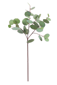 Eucalyptus Stem - 26"