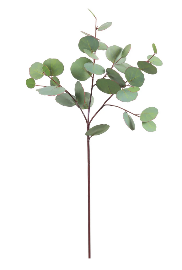 Eucalyptus Stem - 26
