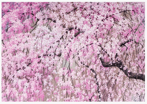 Boxed Notecards - Sparkle Cherry Blossoms