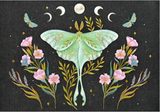 Boxed Notecards - Luna Moth