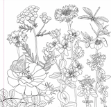 Wildflowers Colouring Book