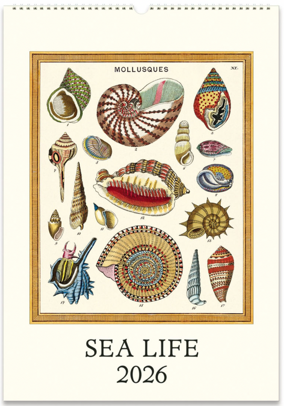 2026 Cavallini Wall Calendar - Sea Life