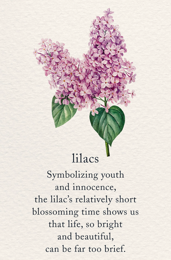 Sympathy - Lilacs
