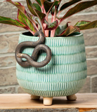 Hanging Garden Snake