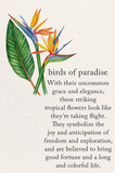 Birthday - Birds of Paradise