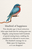 Encouragement - Bluebird