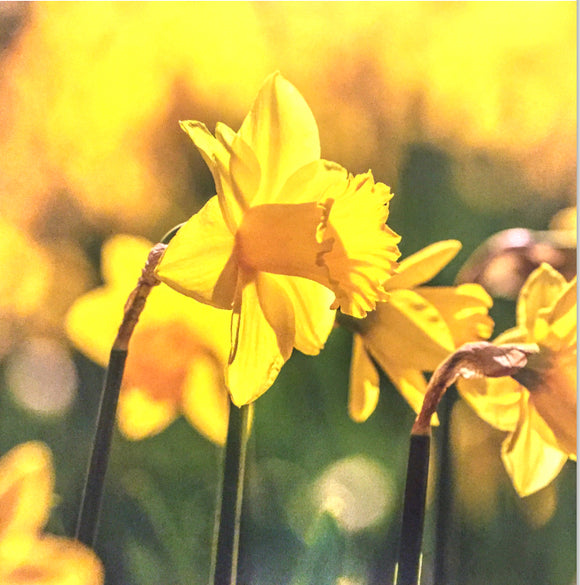 Blank - Daffodil Dazzle