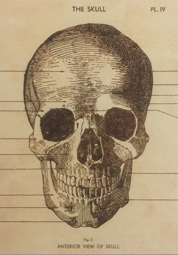 Blank - The Skull