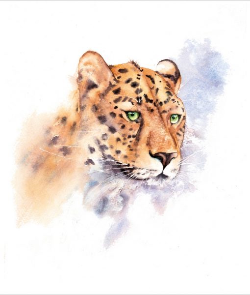 Blank - Cheetah