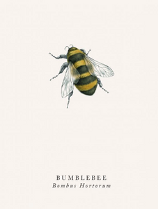 Blank - Bumblebee