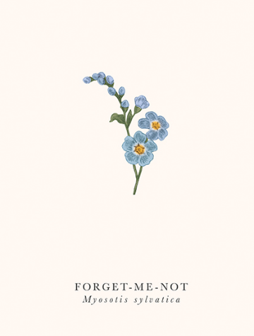 Blank - Forget-Me-Not