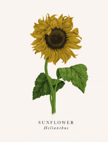 Blank - Sunflower