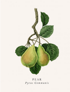 Blank - Pear