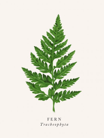 Blank - Fern