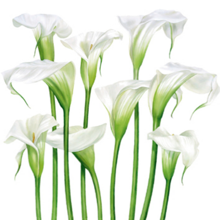 Blank - White Lillies