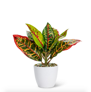 Small Faux Varigated Leaf Plant