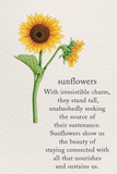Birthday - Sunflowers