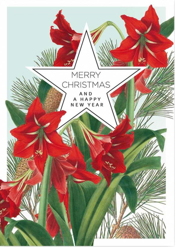 Christmas - Amaryllis Star