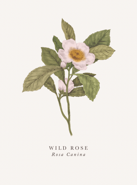 Blank - Wild Rose