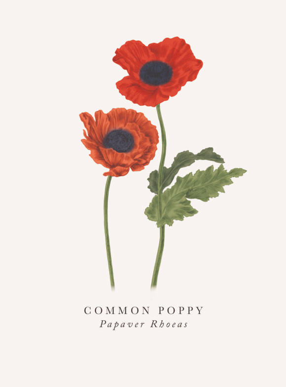 Blank - Common Poppy