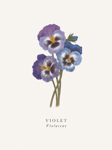 Blank - Violet