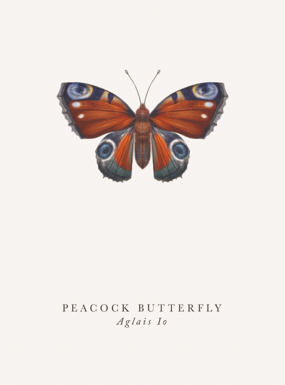 Blank - Peacock Butterfly