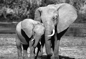 Mother's Day - Mama Elephant
