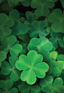 St. Patricks Day - Lucky Clover