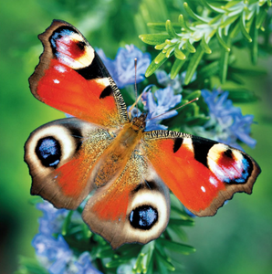 Blank - Peacock Butterfly