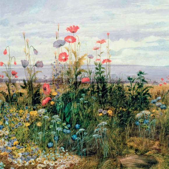 Blank - Wildflowers with a View of Dublin Dunleary