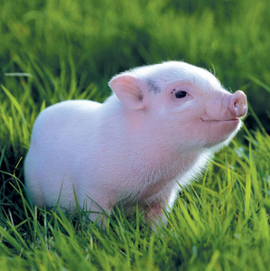 Blank - Miniature Domestic Piglet in Grass