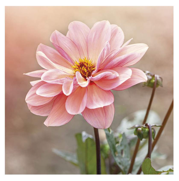 Blank - Pink Flower