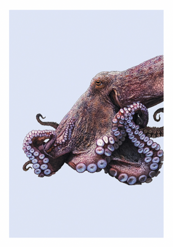 Blank - Octopus