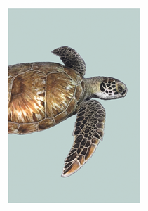 Blank - Sea Turtle