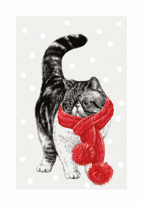 Christmas - Exotic Shorthair Cat with Pom Pom Scarf