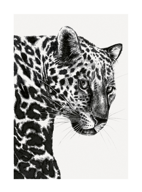 Blank - Leopard