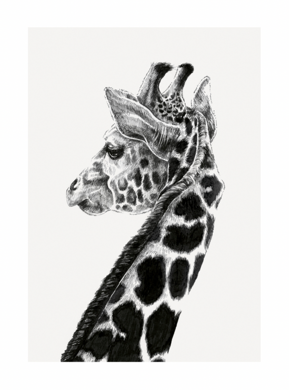 Blank - Giraffe